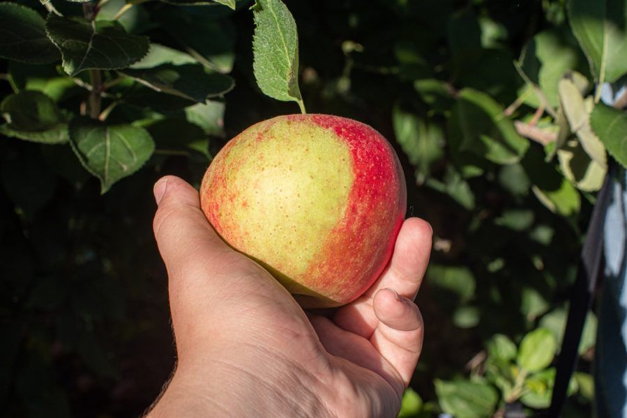 person holding red and yellow apple fruit