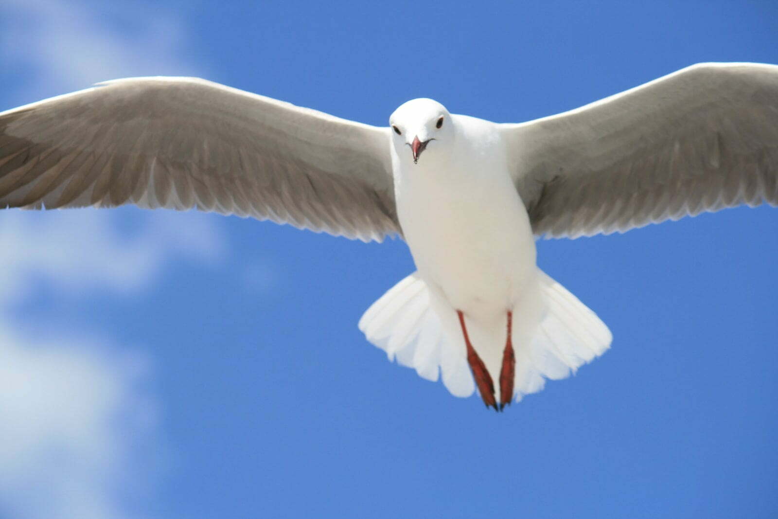 timelapse photo of white bird flying
