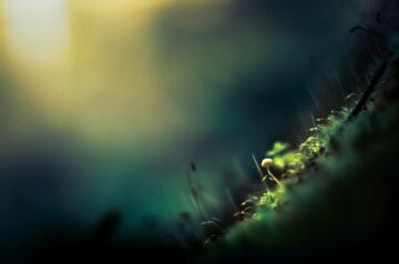 green grass in close up photography